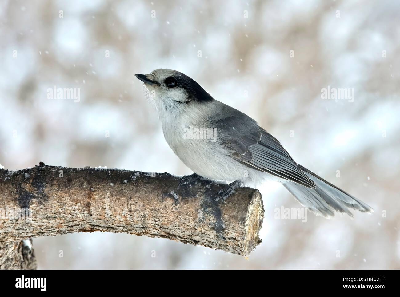 Ein wilder kanadischer Jay (Perisoreus canadensis), der während eines Schneesturms im ländlichen Alberta in Kanada auf einem Baumzweig thront Stockfoto