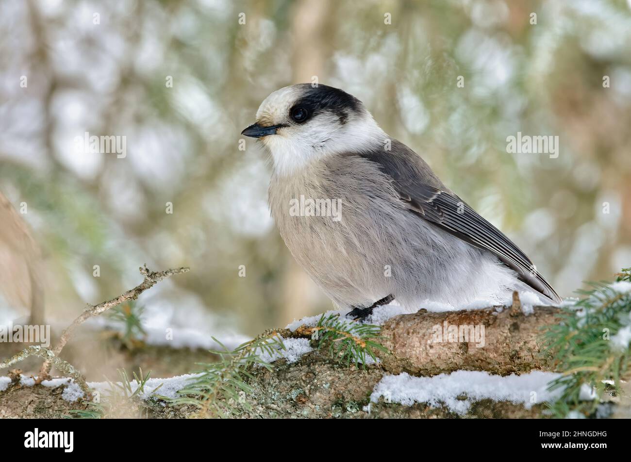 Ein wilder kanadischer Jay (Perisoreus canadensis), der während eines Schneesturms im ländlichen Alberta in Kanada auf einem Fichtenzweig thront Stockfoto