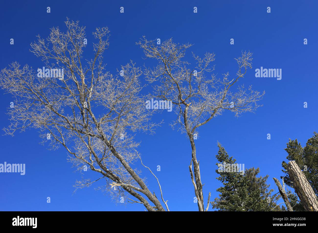 Wald und der blaue Himmel Stockfoto
