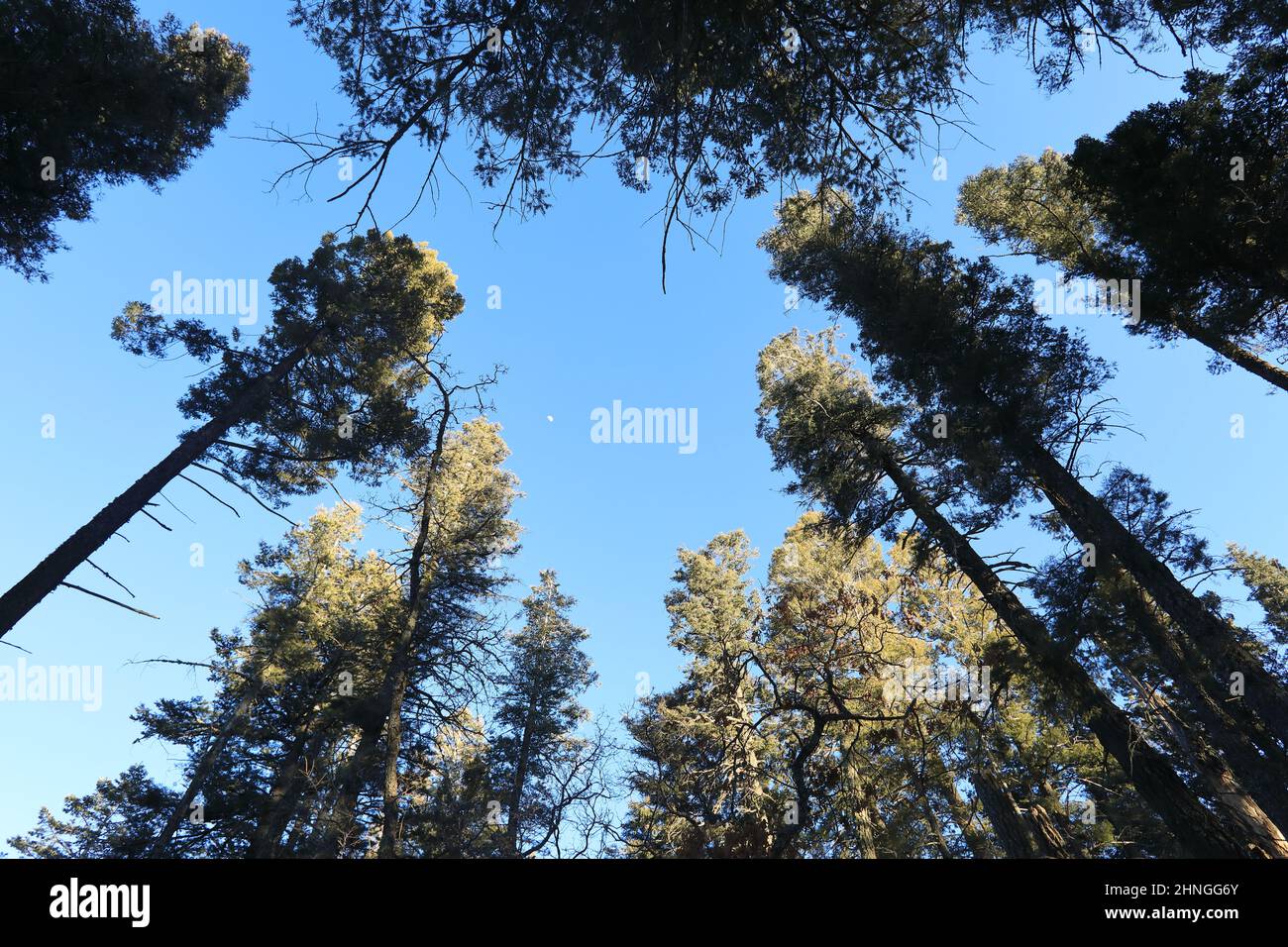 Wald und der blaue Himmel Stockfoto