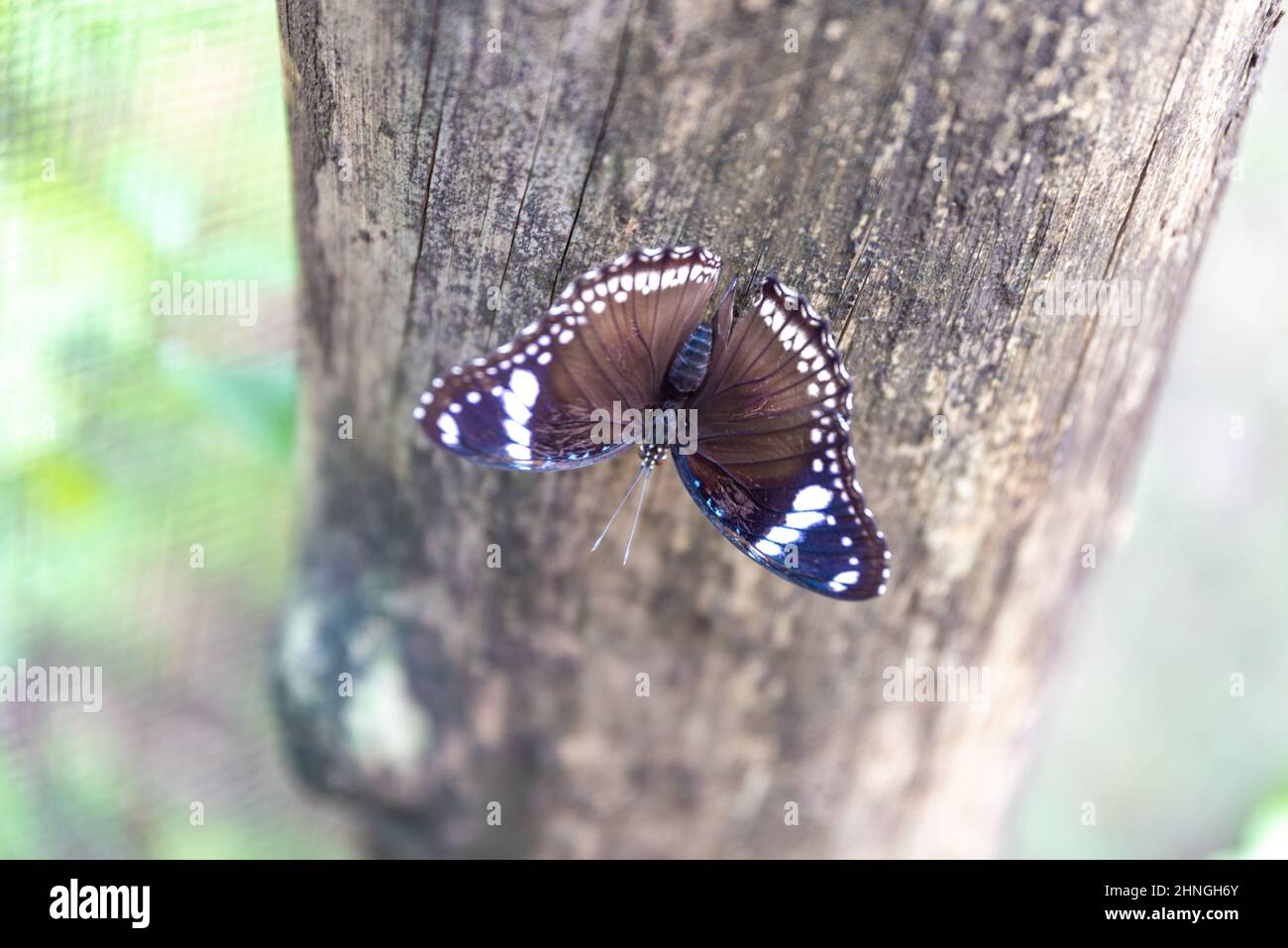 Landschaften und Fauna der Region Mindanao Stockfoto