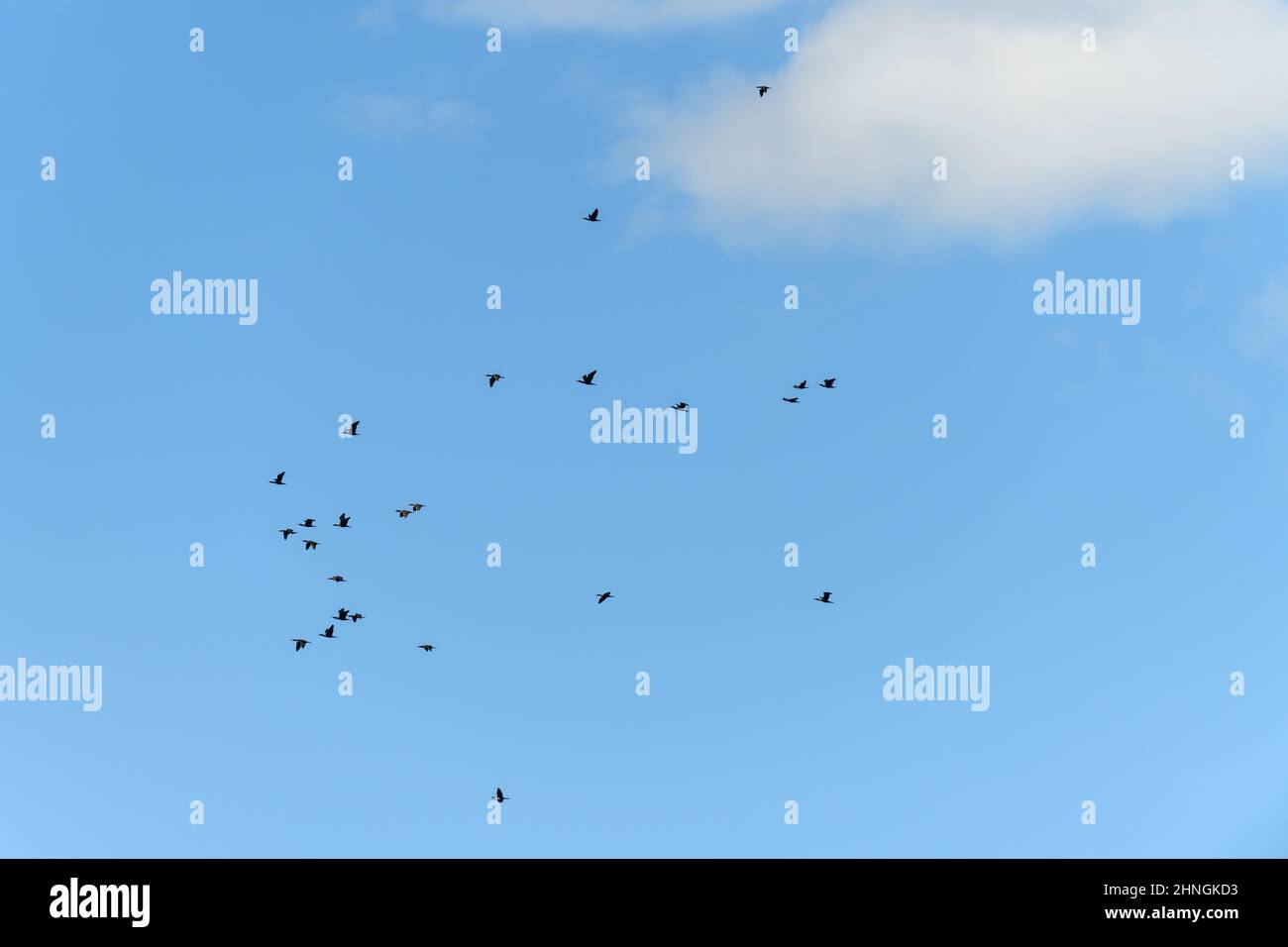 Selektiver Fokus auf Foto. Schar großer Kormoran-Vögel, die am Himmel fliegen. Stockfoto