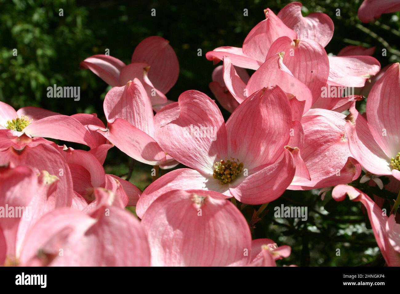 NAHANSICHT DER ROSA BLÜTEN DES HUNDEBAUMES (CORNUS FLORIDA RUBRA) IN NEU-SÜDWALES, AUSTRALIEN. Stockfoto