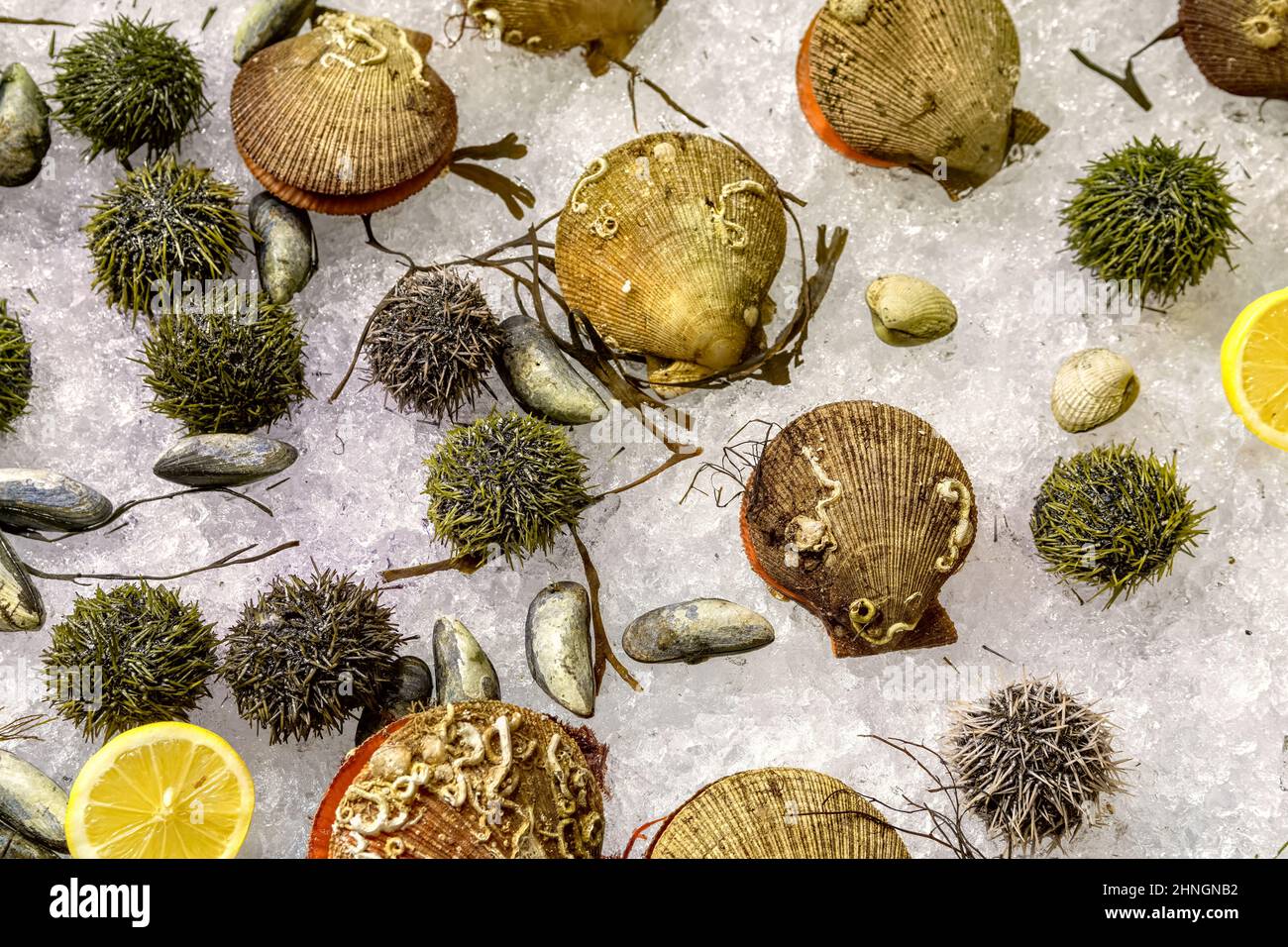 Verschiedene frische, rohe Meeresfrüchte (Auster, Seeigel, Muscheln und ...