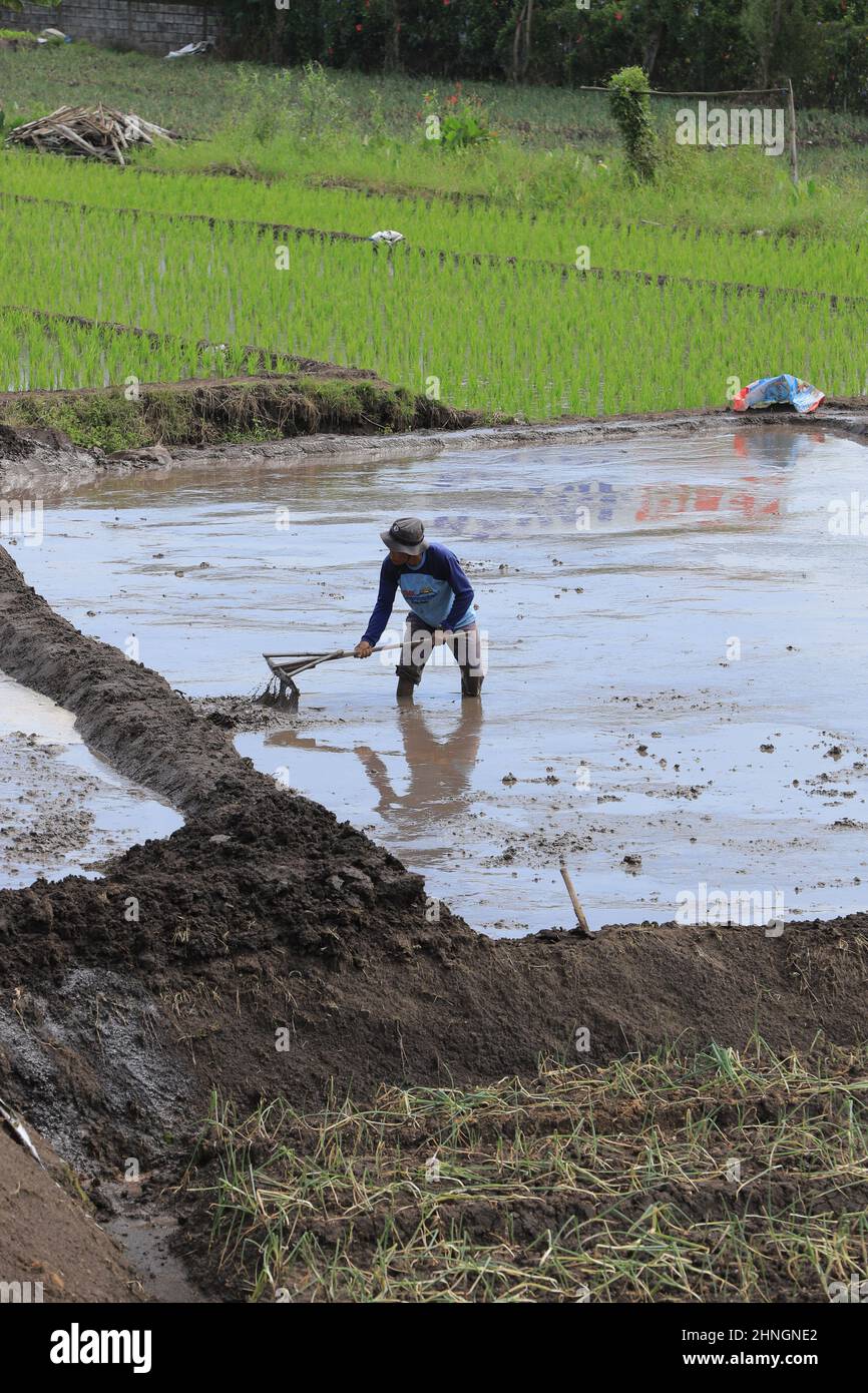 Bauern arbeiten auf Reisfeldern, bevor sie Reissamen Pflanzen (BATU, INDONESIEN - 09. Februar 2022) Stockfoto