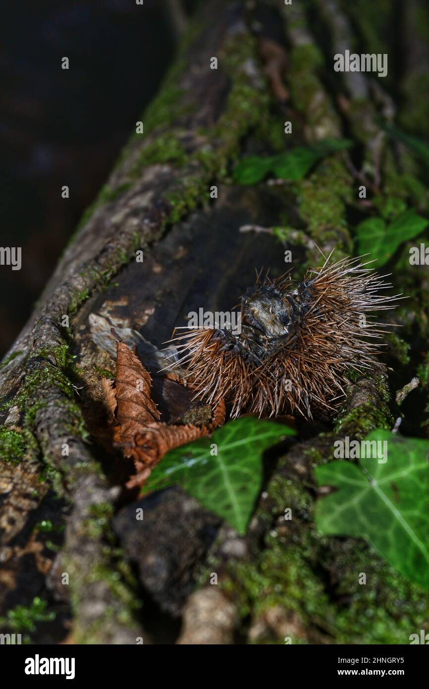 Nahaufnahme eines alten trockenen Kastanienigels über einem Baumstamm in einem Wald. Selektiver Bildfokus Stockfoto