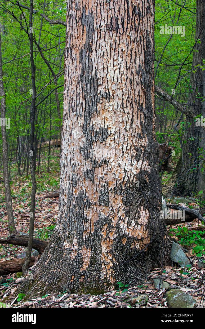 Der Schaden an einem weißen As tre, der durch die Smaragd-Asche Borer in den Pocono Mountains von Pennsylvania verursacht wurde. Der Baum wird schließlich sterben. Stockfoto