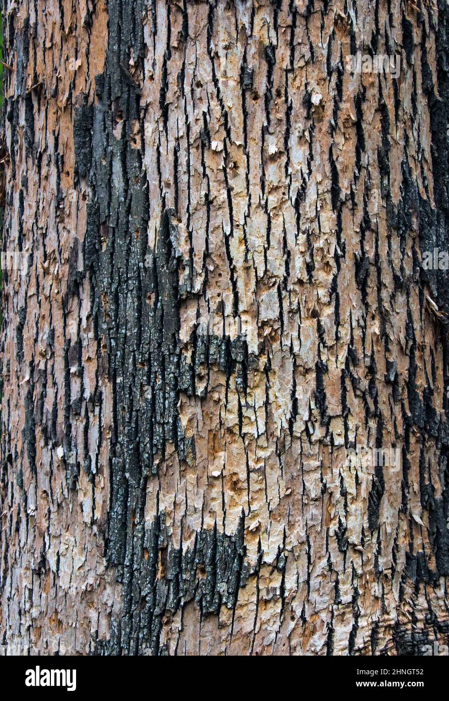 Der Schaden an einem weißen As tre, der durch die Smaragd-Asche Borer in den Pocono Mountains von Pennsylvania verursacht wurde. Der Baum wird schließlich sterben. Stockfoto