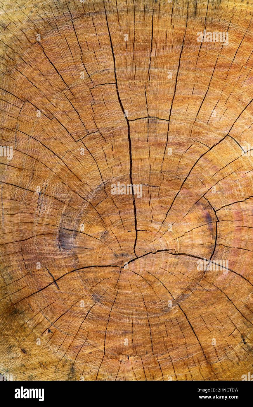Querschnitt eines schwarzen, kirschverwitterten Baumstamms, der Baumringe und Schütteln in den Pocono Mountains in Pennsylvania zeigt. Stockfoto