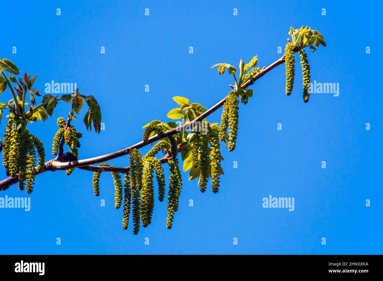 Shagbark Hickory blüht in den Pocono Mountains in Pennsylvania. Die Nüsse reifen im Herbst. Stockfoto