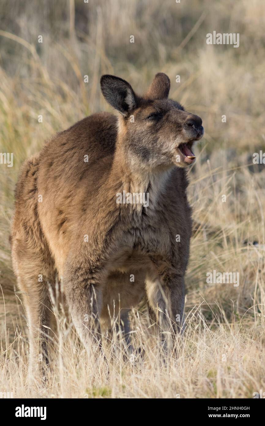 Östliches graues Känguru (Macropus giganteus), das im Grasland steht und gähnt. Tasmanien, Australien Stockfoto