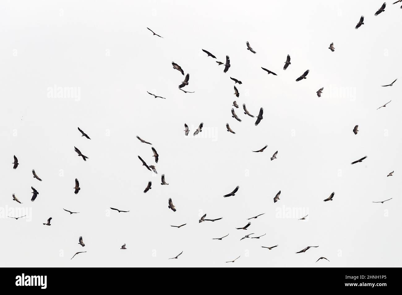 Eine große Gruppe von Weißrückengeier, gyps africanus, im Flug über der Masai Mara. Die Vögel kreisen und warten auf eine Gelegenheit, einzuziehen Stockfoto