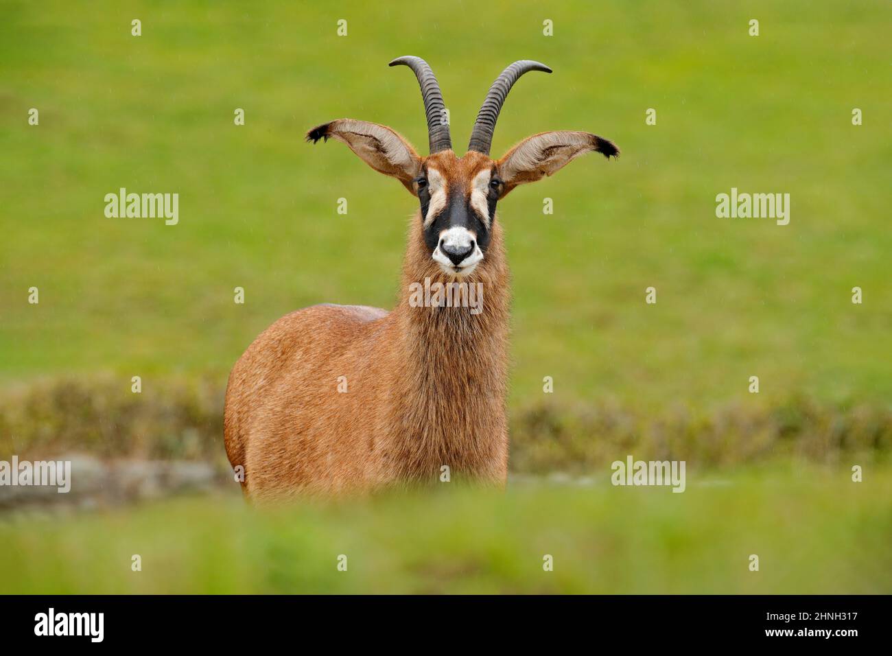 Roan-Antilope, Hippotragus equinus, Savanna-Antilope, die in West-, Zentral-, Ost- und Südafrika gefunden wurde. Detail Porträt von Säugetieren, Kopf mit großen Ohren a Stockfoto