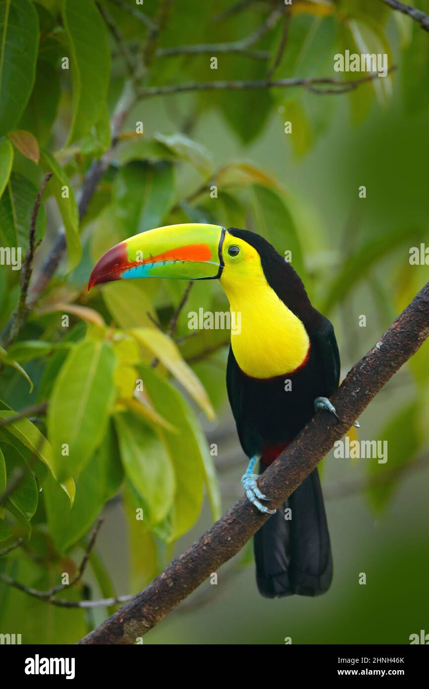 Tierwelt aus Yucatán, Mexiko, tropischer Vogel. Toucan sitzt auf dem Ast im Wald, grüne Vegetation. Natur Urlaub in Mittelamerika. Stockfoto