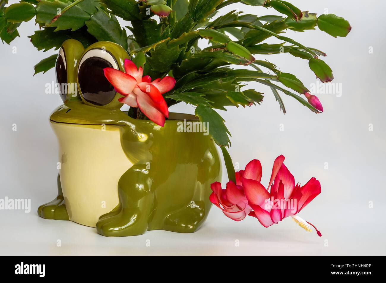 Ein blühender Szlumberger Kaktus, auf hellem Hintergrund, Nahaufnahme von weißen und roten Blumen, Froschblütentopf Stockfoto