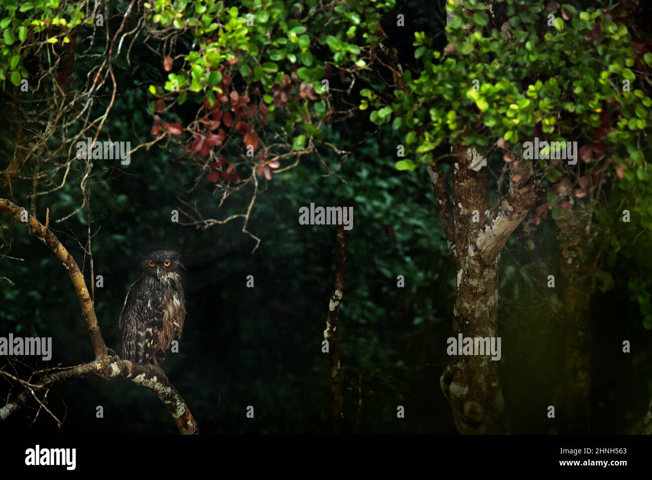 Sri Lanka, Wilpattu Nationalpark, Brown fish ow, Bubo zeylonensis oder Ketupa zeylonensis, versteckt im Wald. Eule sitzt auf dem Baum, regnet Tag in Stockfoto