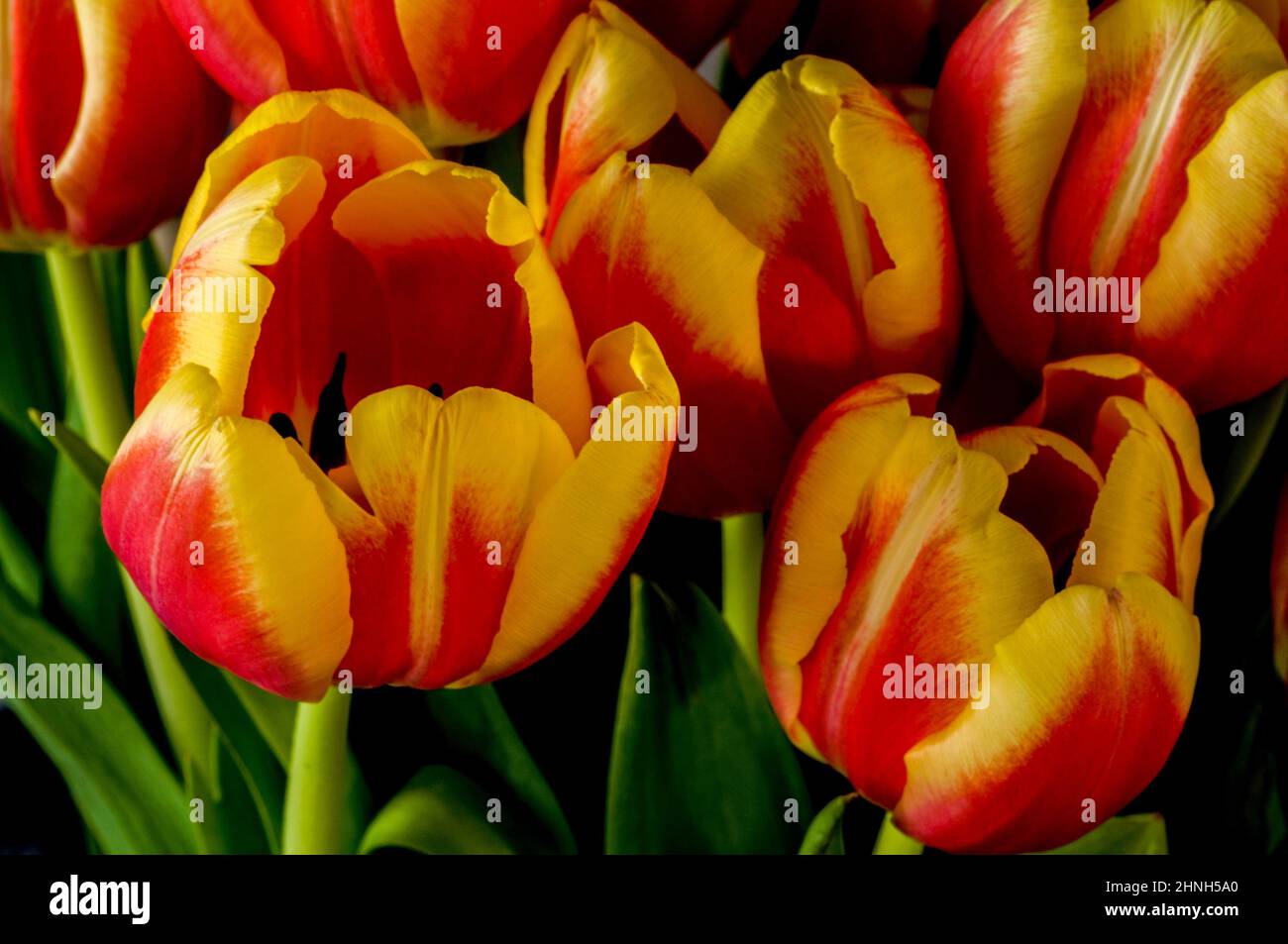 Rot-gelbe Tulpen, Blumenstrauß aus der Nähe fotografiert Stockfoto