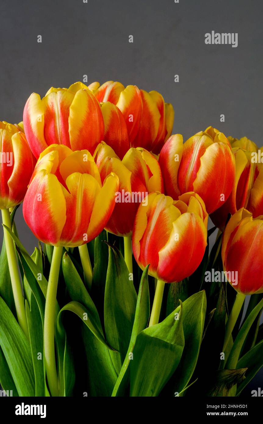 Rot-gelbe Tulpen, ein Blumenstrauß, der aus nächster Nähe auf einem dunkelgrauen Hintergrund fotografiert wurde Stockfoto