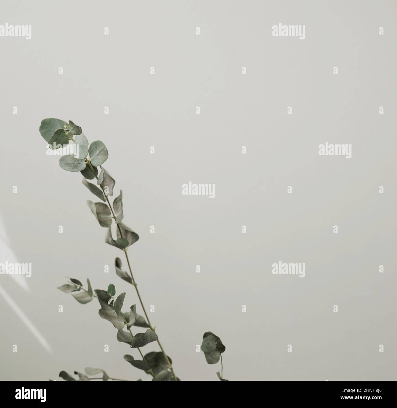 Trocken Eukalyptus Blatt Stamm botanischen floralen Laub Kunst Hintergrund mit Platz. Stockfoto