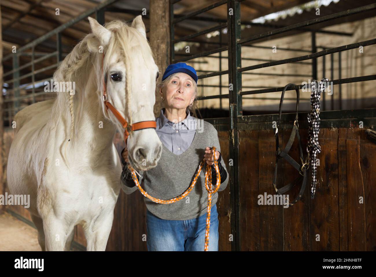 Gealterte Stallarbeiterin, die weißes Pferd durch Zaumzeug in der Scheune führt Stockfoto