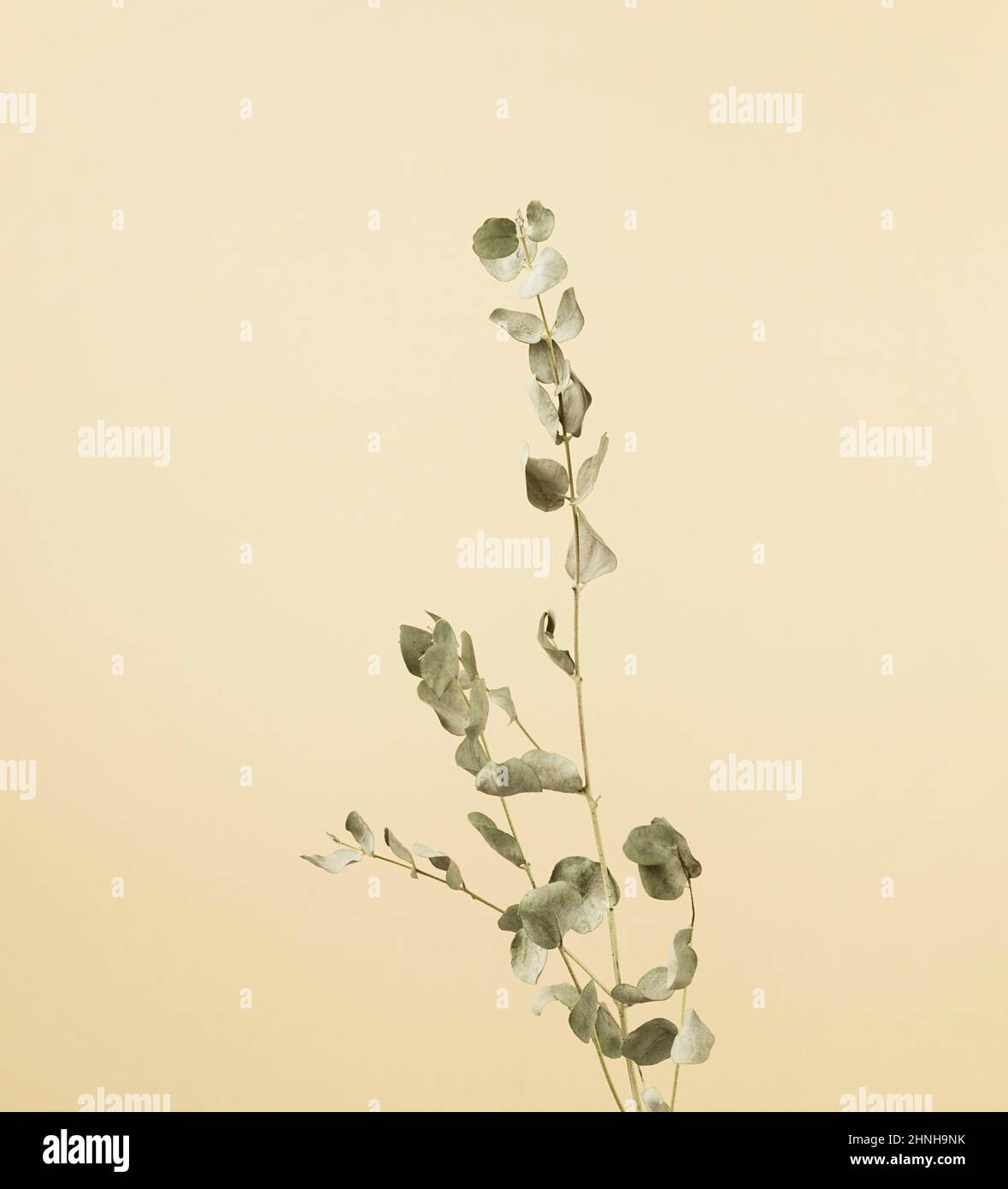 Eukalyptus-Blattstiel minimalistische Botanik gegen warmen cremebraunen Pastell Kunst abstrakten Hintergrund. Stockfoto