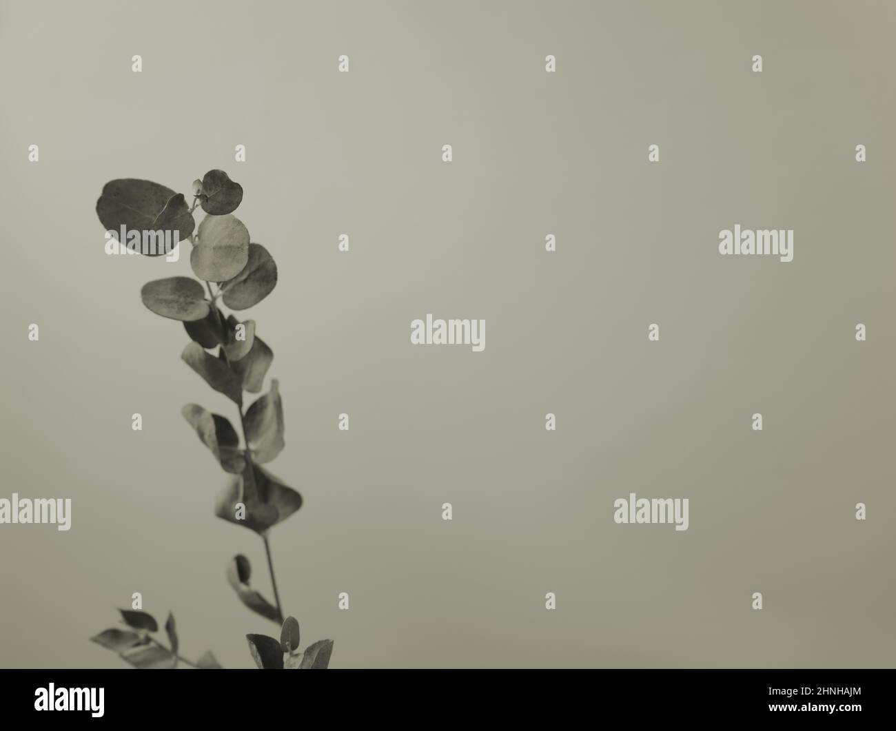 Minimalismus natürlicher Eukalyptus-Blattstiel mit neutraler grauer Farbe und Copy Space Design-Vorlage. Stockfoto
