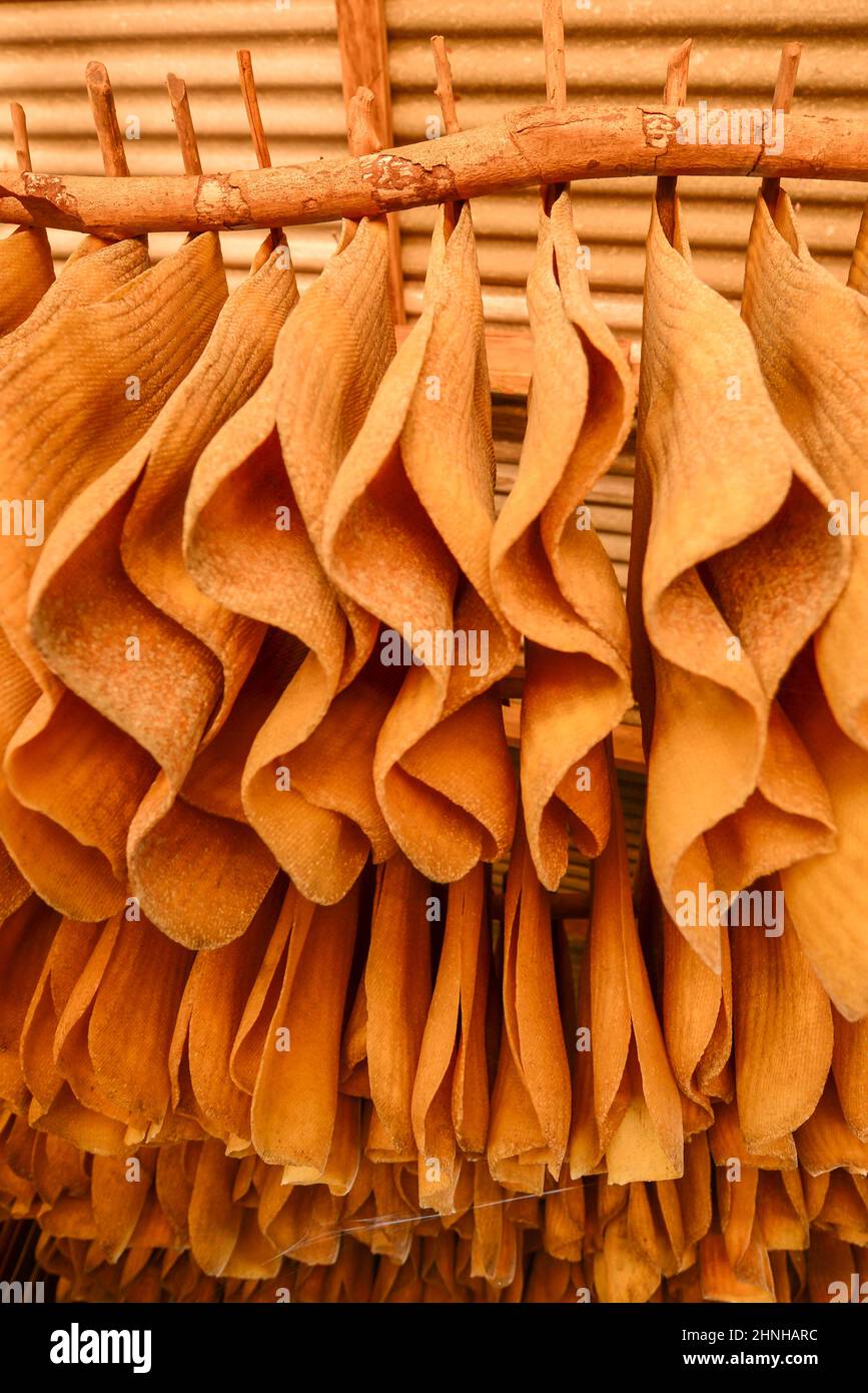 Viele Gummiplatten hängen an den Holzregalen für die natürliche Trocknung. Stockfoto