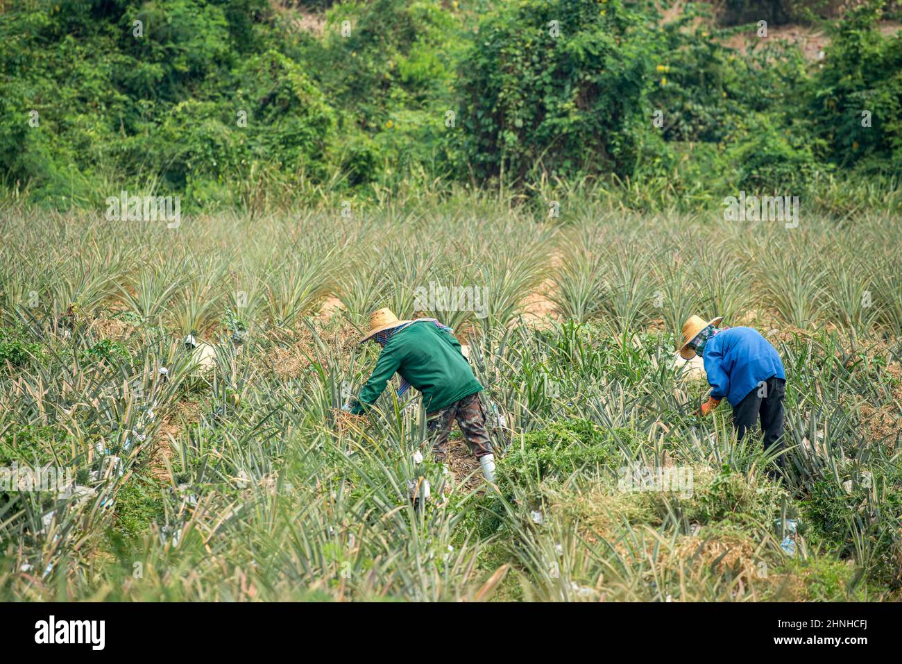 Nicht erkennbare Arbeiter auf einem Ananasfeld außerhalb von Hua hin in der thailändischen Provinz Prachuap Khiri Khan Stockfoto