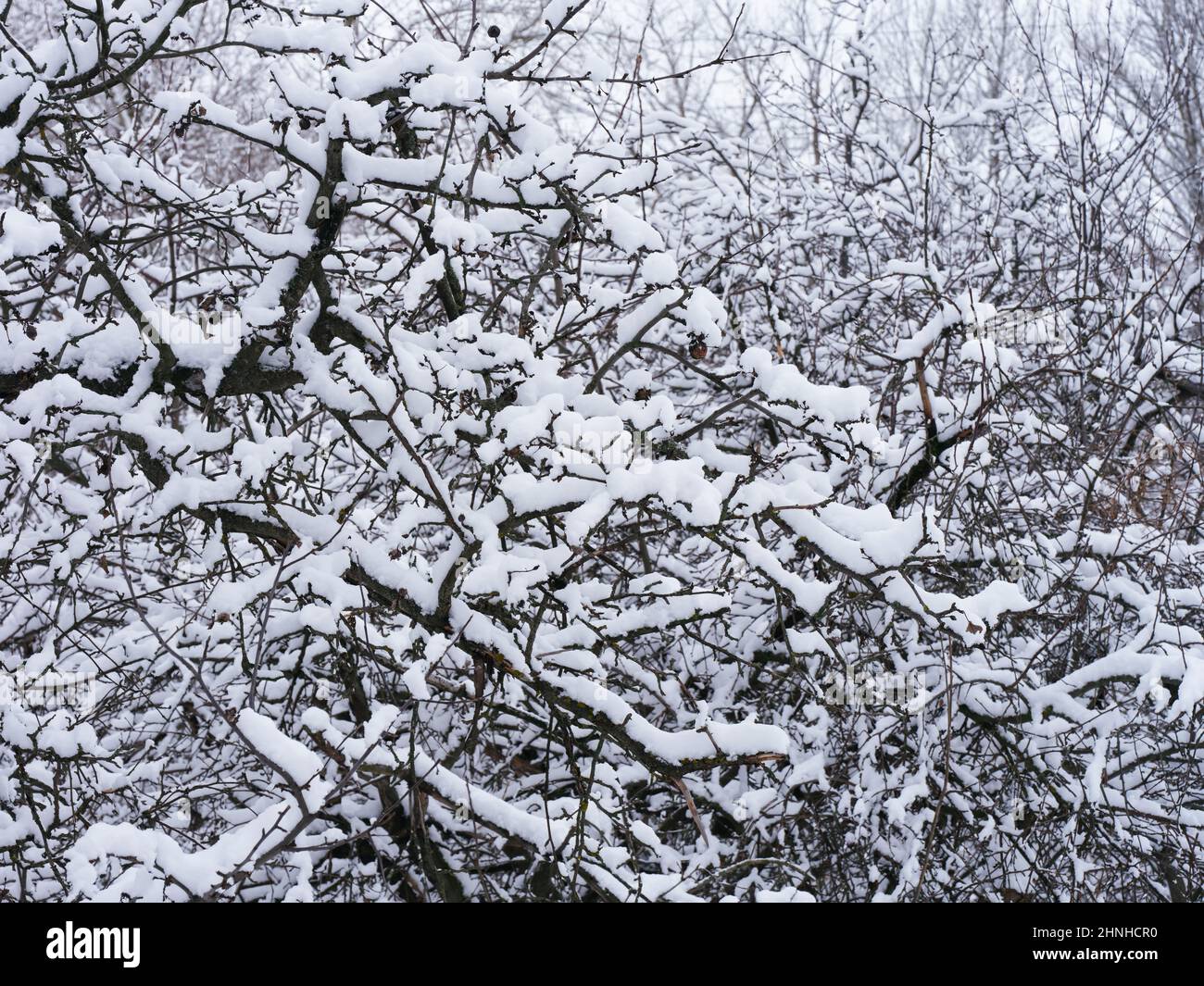 Eine Nahaufnahme von Ästen mit viel Schnee auf ihnen. Winterzeit Stockfoto