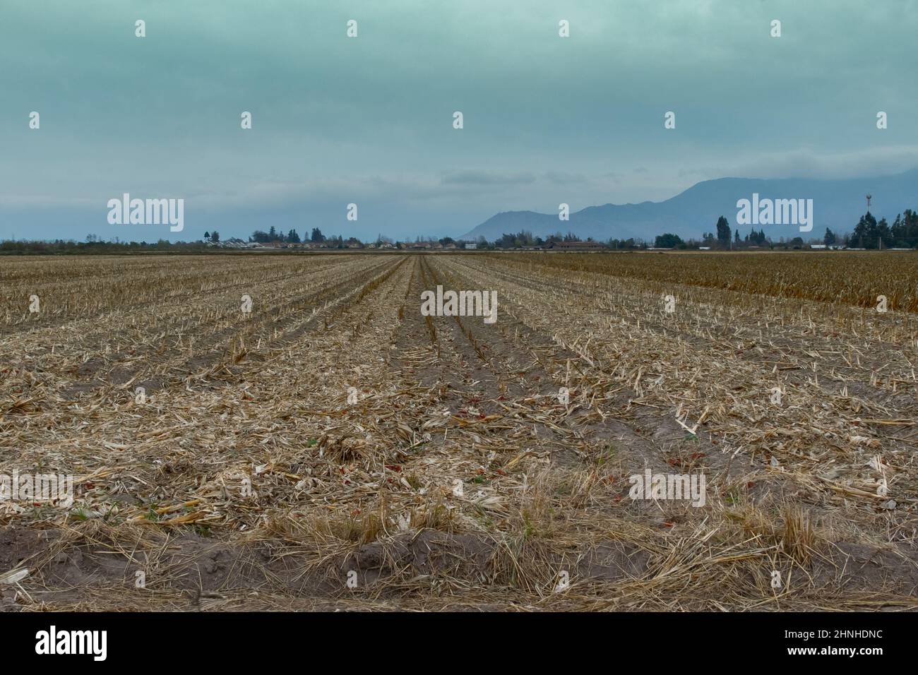 Böden, die in der Nähe von Rancagua, Chile, zur Weizenernte verwendet werden Stockfoto