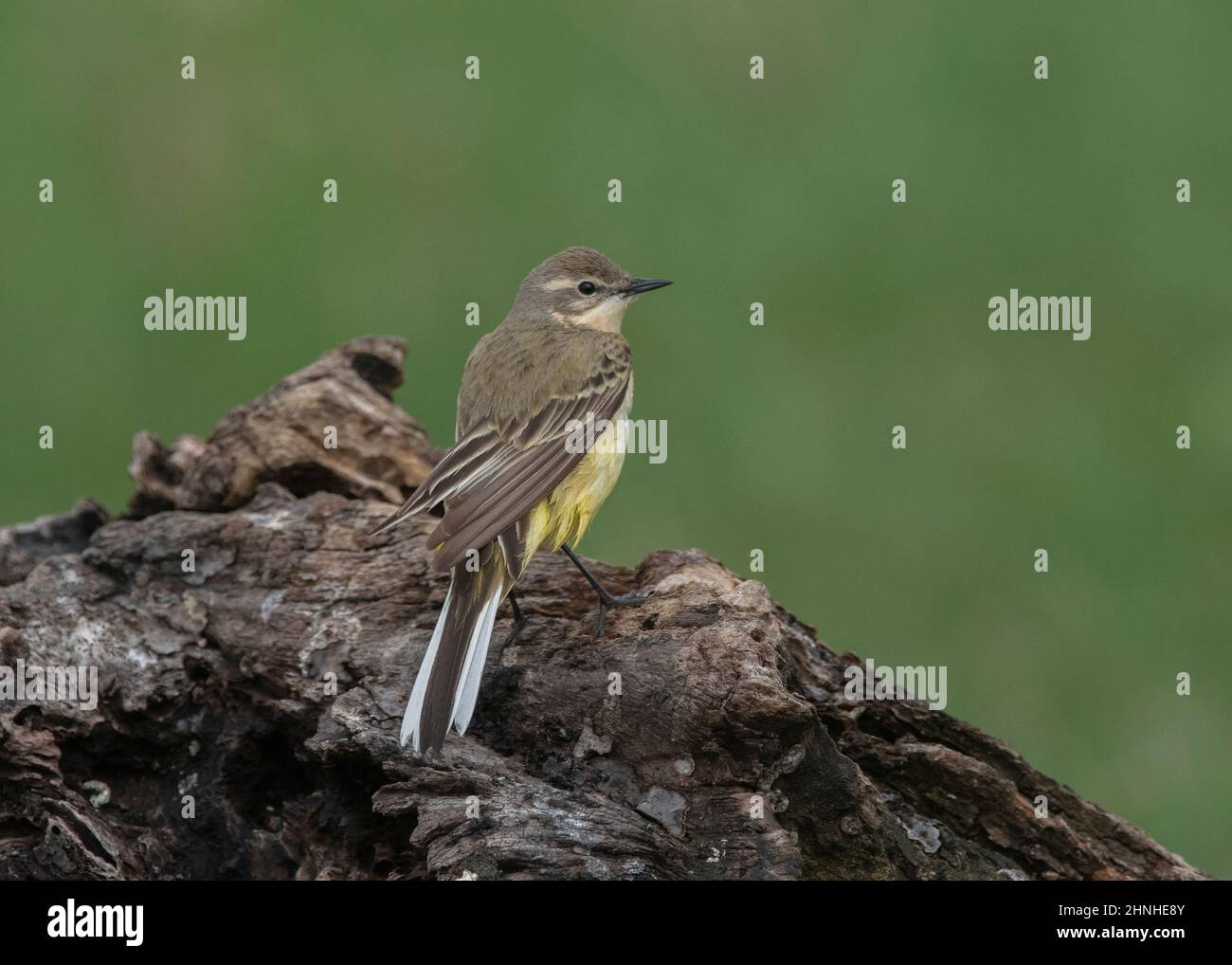 Bachstelze gelb (Motacilla flava thunbergi), Hortobágy-Nationalpark, Ungarn Stockfoto