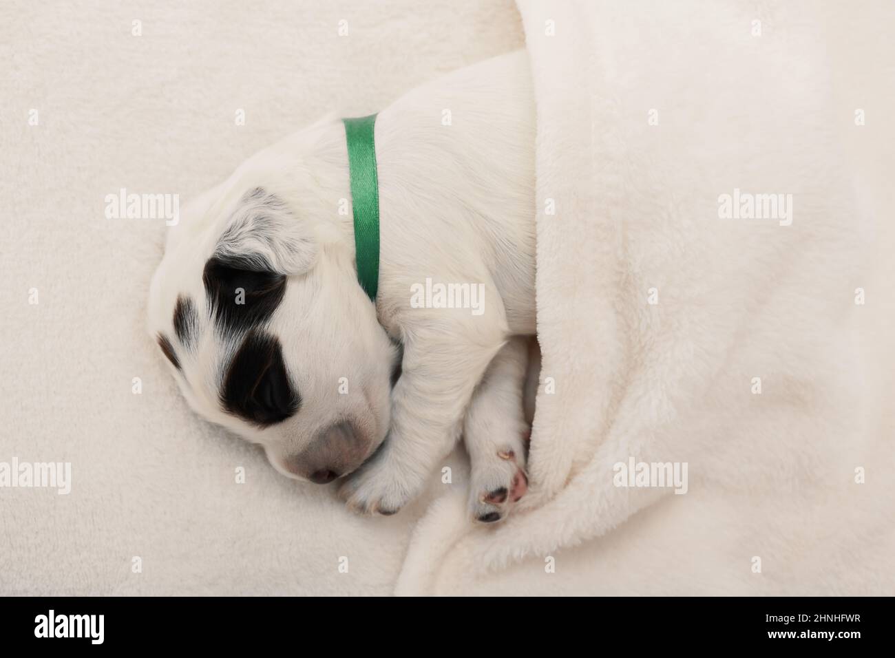 Niedlicher Welpe schläft unter weißem Karomuß in Innenräumen. Stockfoto