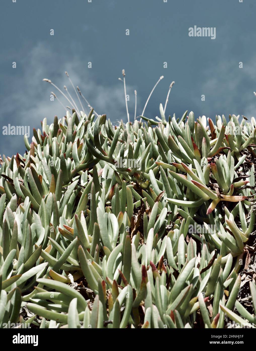 Hottentot-Feige (Sukulente), wild wachsend in der britischen Küstenregion Stockfoto