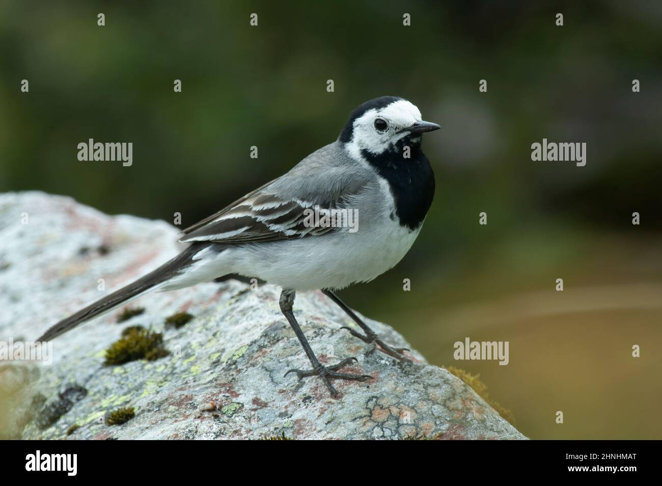 Bachstelze weiß (Motacilla alba), Jotunheimen, Norwegen. Stockfoto