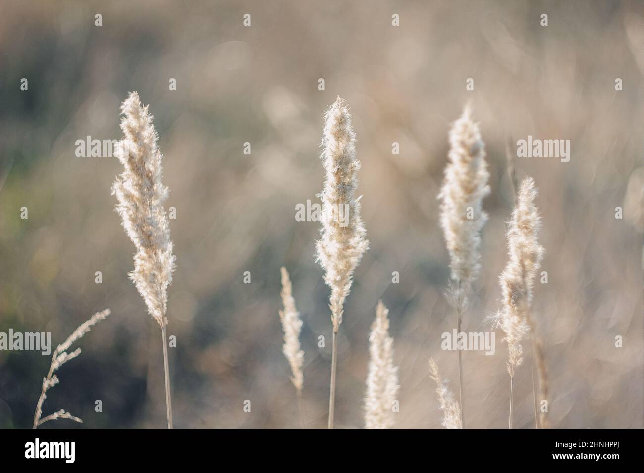 Cortaderia selloana hohes trendiges Pampass-Gras, das majestätisch im Wind gegen das Sonnenuntergangsfeld schwankt. Stockfoto