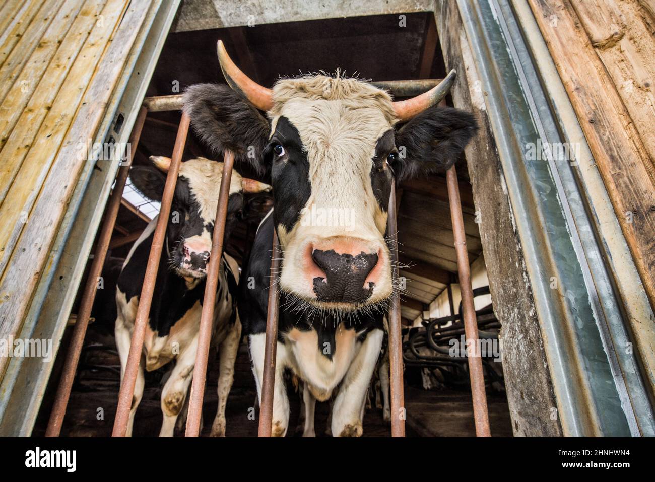 Die Kuh und die Kühe schauen durch ein Gitter aus dem Stall Stockfoto