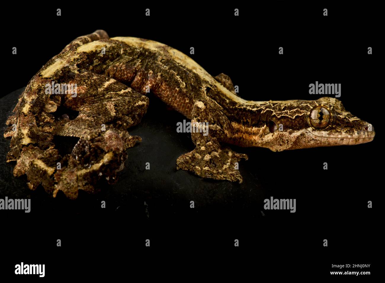 Kuhls fliegender Gecko (Gekko kuhli) Stockfoto