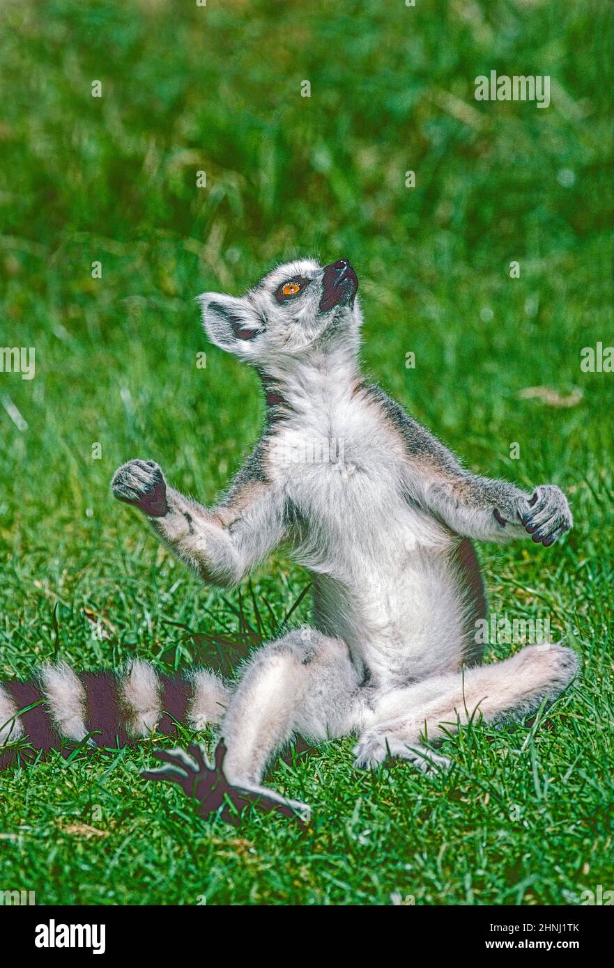 Ein jugendlicher Ringschwanz-Lemur (Lemur catta), der sich sonnen kann. Eine bedrohte Art aus Südwestmadagassar. Stockfoto