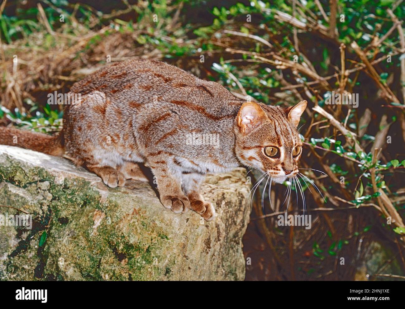Eine Rusty-spotted Cat, (Prionailurus rubiginosus phillipsi.) der Sri-lankischen Unterart. Stockfoto