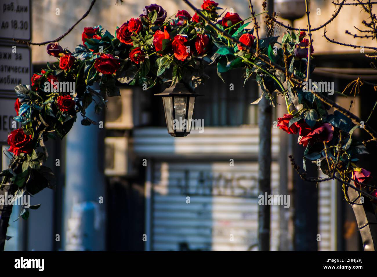 Gasse unter einem eisernen Bogen, der mit roten Rosen und einer Laterne geschmückt ist. Frühling Stadt schöne Landschaft. Rote Rosen auf dem Bogen. Hochwertige Fotos Stockfoto