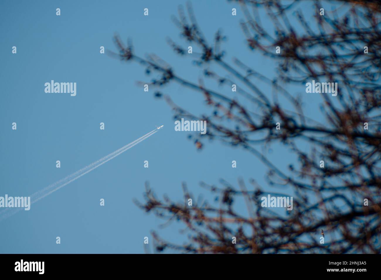 Ein Passagierflugzeug, das von unten gesehen wird, während es durch einen wunderschönen blauen Himmel mit über Baumkronen liegenden Bäumen fliegt. Hochwertige Fotos Stockfoto