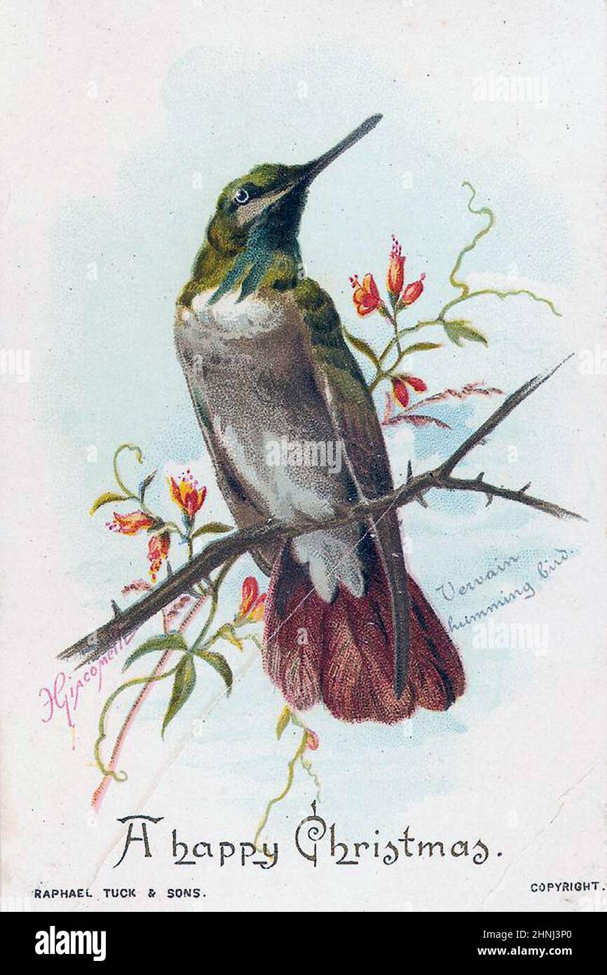 Vintage viktorianische Vogelbilder Stockfoto