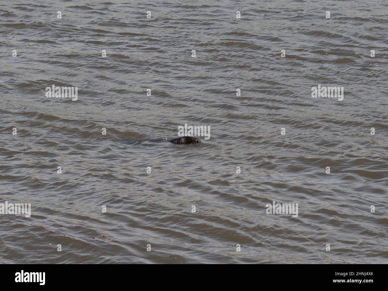 Themse, London, Großbritannien. 17. Februar 2022. Ein Seal schwimmt in der Themse im Zentrum Londons direkt vor der Tate Modern Gallery in Bankside. Quelle: Malcolm Park/Alamy Live News. Stockfoto