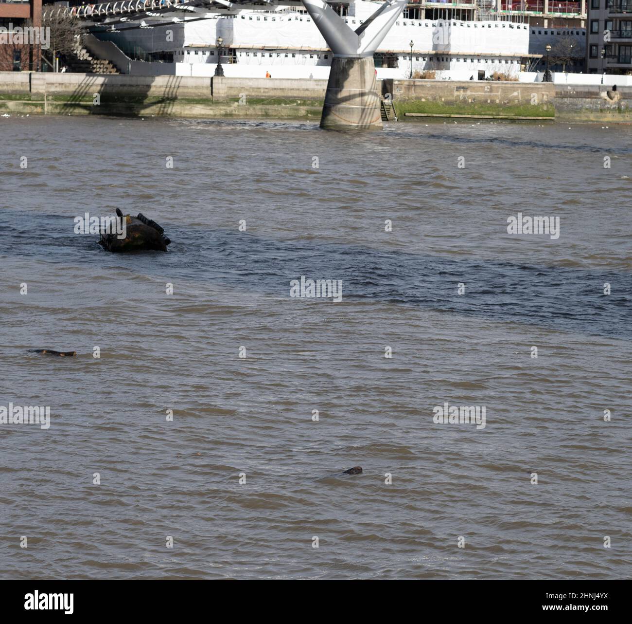 Themse, London, Großbritannien. 17. Februar 2022. Ein Seal schwimmt in der Themse im Zentrum Londons direkt vor der Tate Modern Gallery in Bankside. Quelle: Malcolm Park/Alamy Live News. Stockfoto