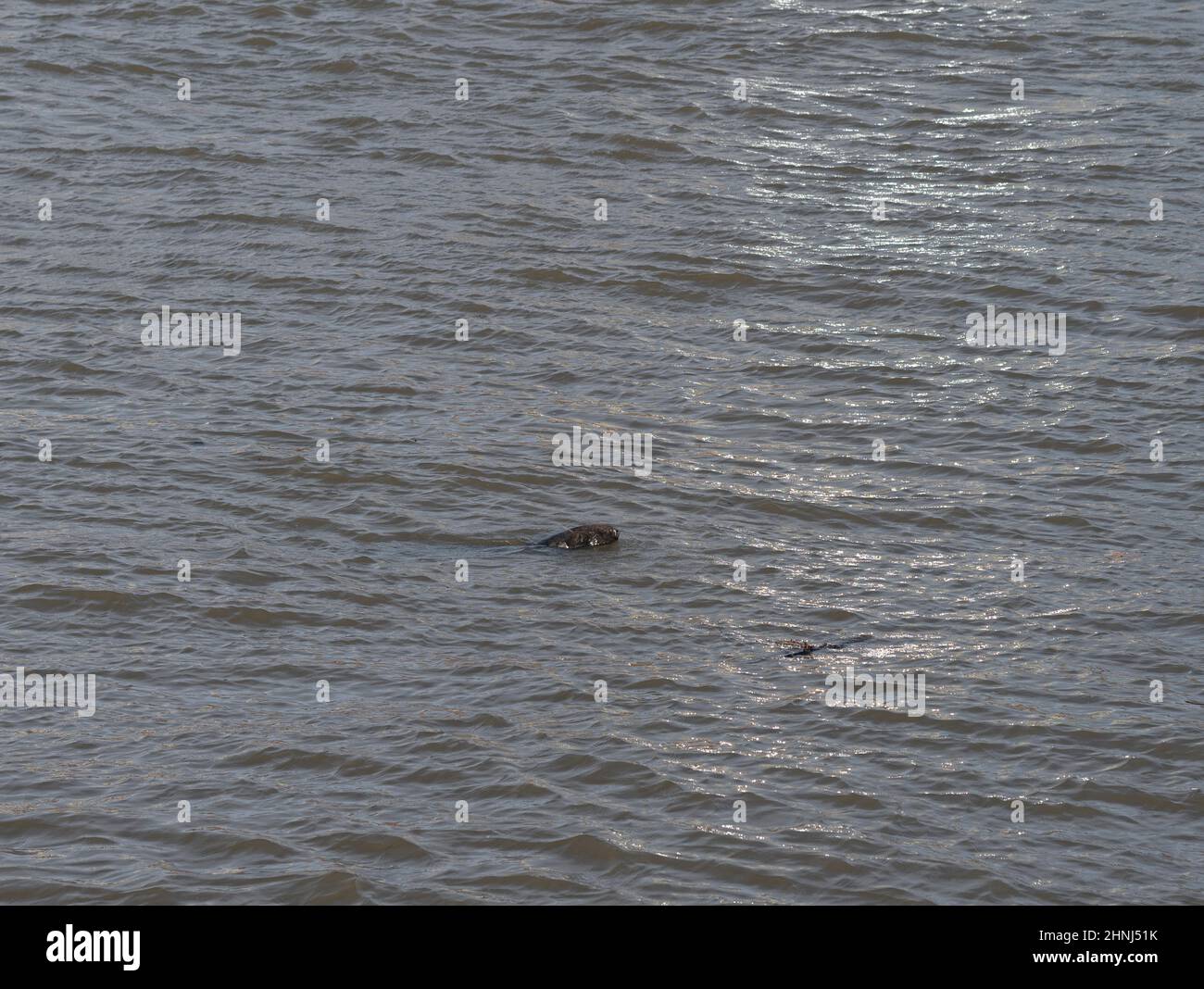 Themse, London, Großbritannien. 17. Februar 2022. Ein Seal schwimmt in der Themse im Zentrum Londons direkt vor der Tate Modern Gallery in Bankside. Quelle: Malcolm Park/Alamy Live News. Stockfoto