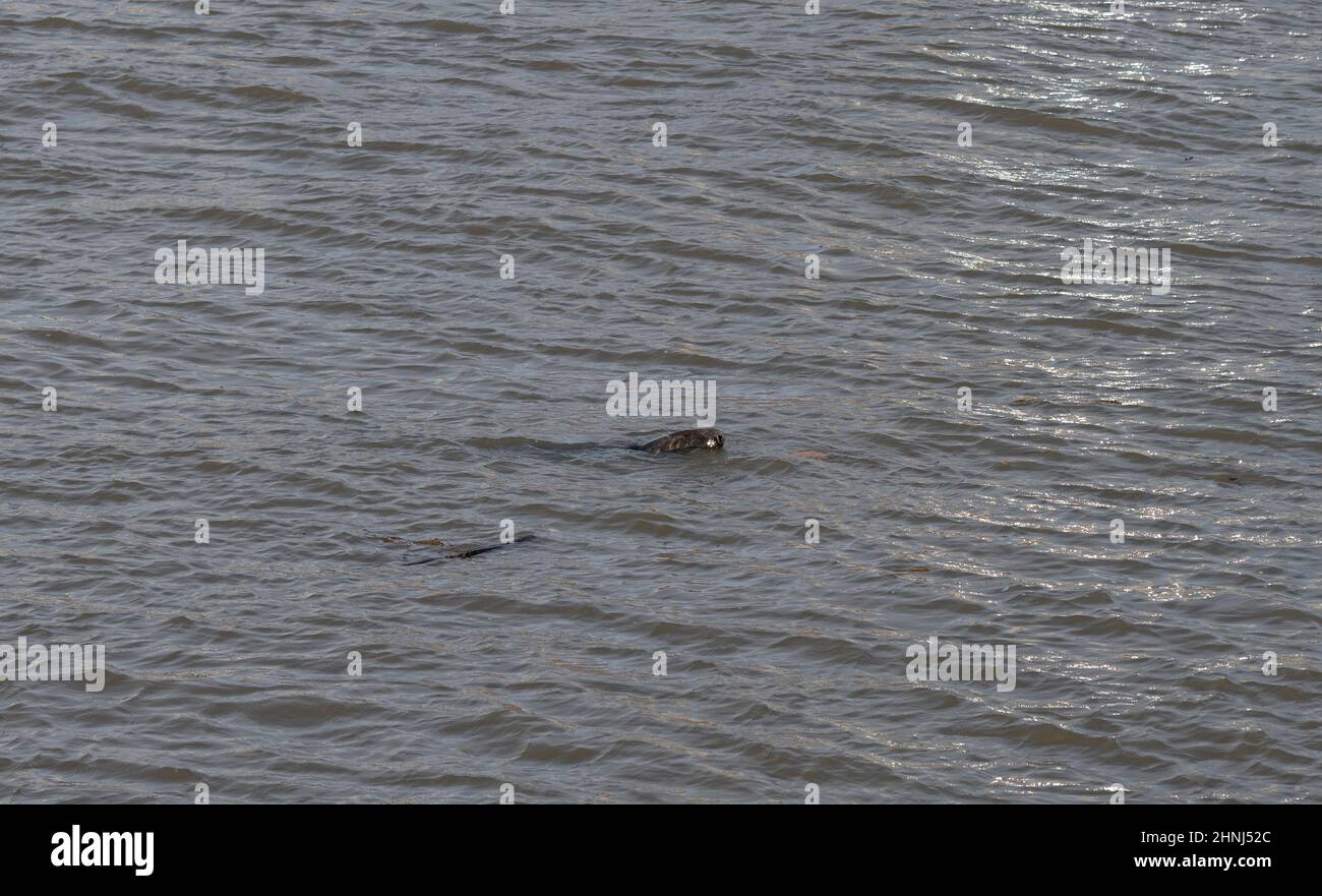 Themse, London, Großbritannien. 17. Februar 2022. Ein Seal schwimmt in der Themse im Zentrum Londons direkt vor der Tate Modern Gallery in Bankside. Quelle: Malcolm Park/Alamy Live News. Stockfoto