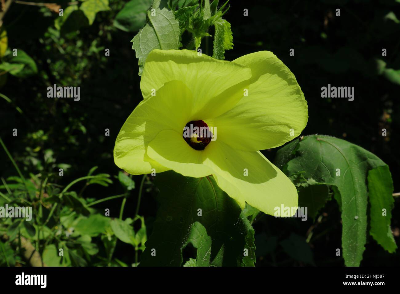 Nahaufnahme einer Muschelmalche (Abelmoschus moschatus) mit haarigen Blättern Stockfoto