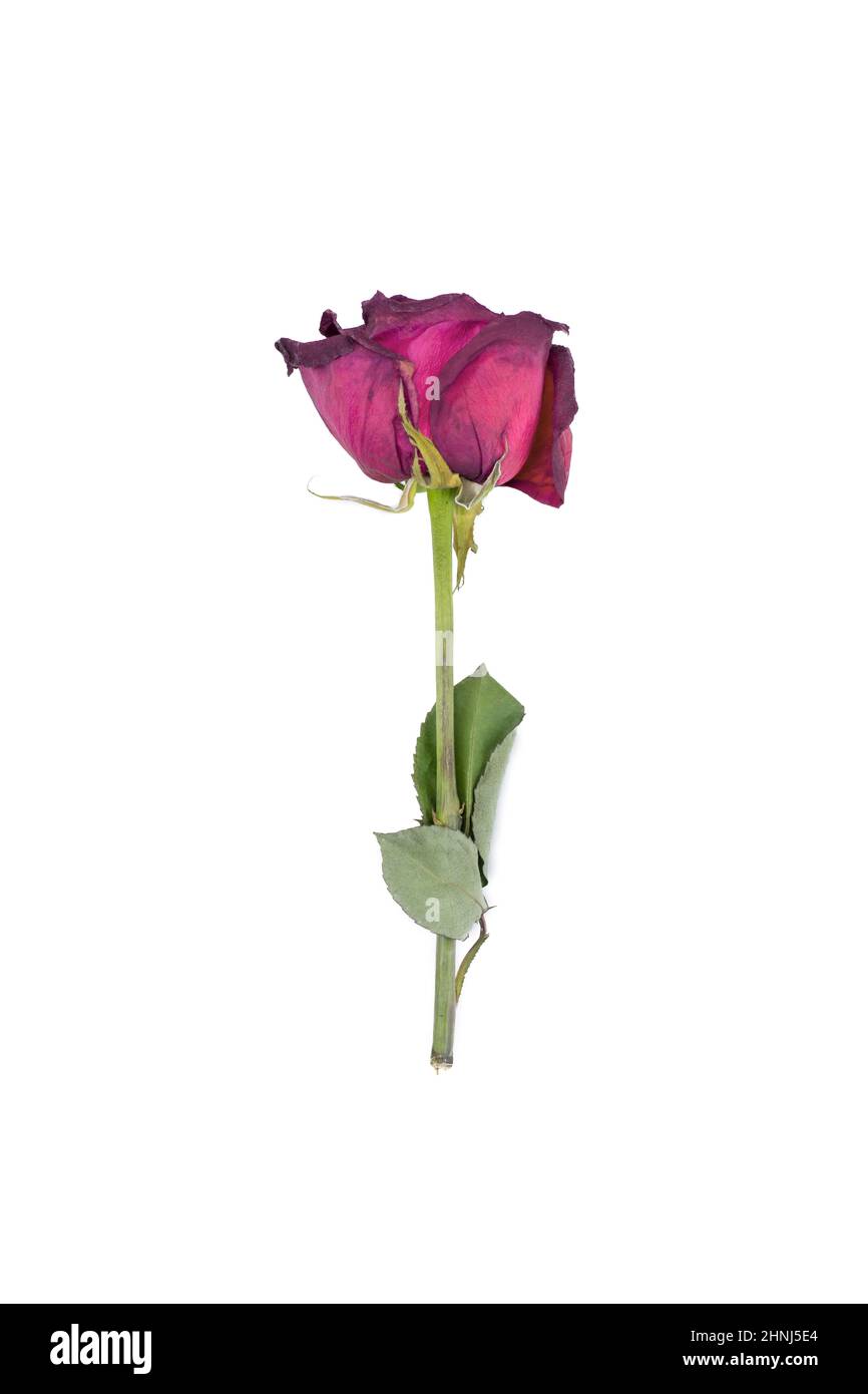 Verblassende Rose isoliert auf weißem Hintergrund Stockfoto