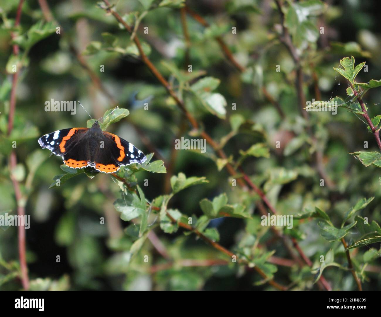 Ein Rotadmiral-Schmetterling ((Vanessa atalanta), der im Sommer mit offenen Flügeln auf einer Hecke ruht Stockfoto