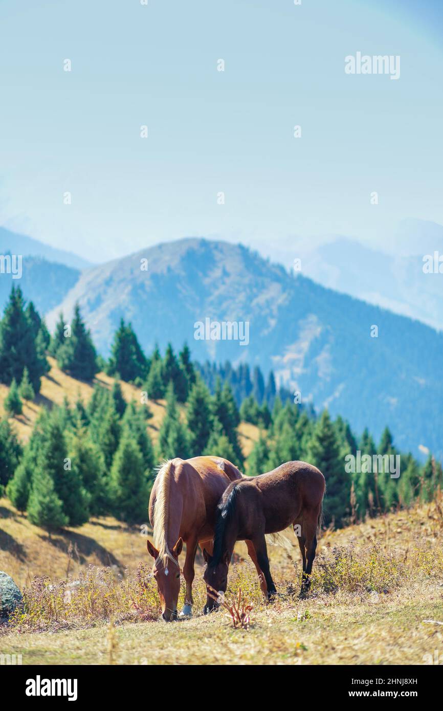 Ein braunes Pferd mit seinem Fohlen grast auf einer Wiese in den Bergen. Vertikaler Kopierbereich. Stockfoto